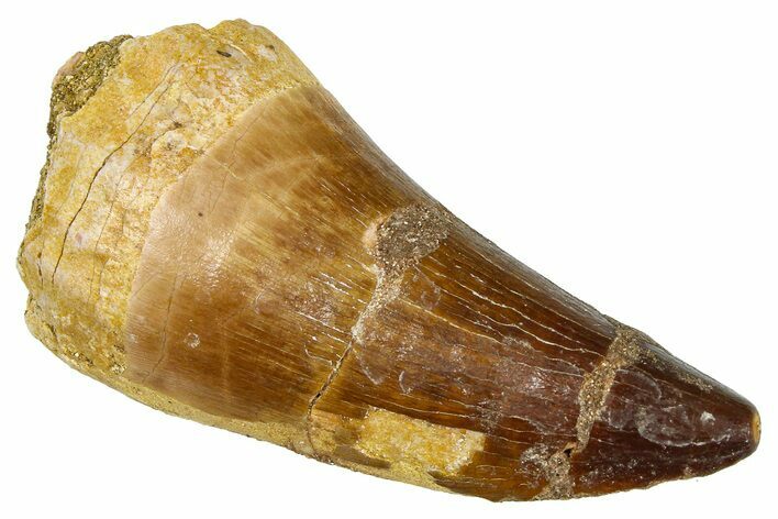 Fossil Prognathodontid Mosasaur Tooth - Morocco #374561